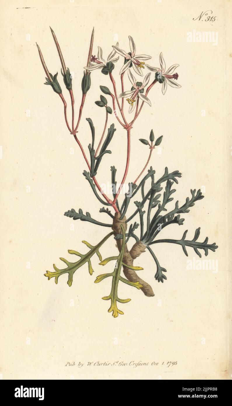 Horn-leaved crane's-bill, Pelargonium ceratophyllum. Native to the Cape, South Africa. Introduced to the Royal Garden at Kew by Anthony Hove in 1786. Handcoloured copperplate engraving after a botanical illustration from William Curtis's Botanical Magazine, Stephen Couchman, London, 1795. Stock Photo