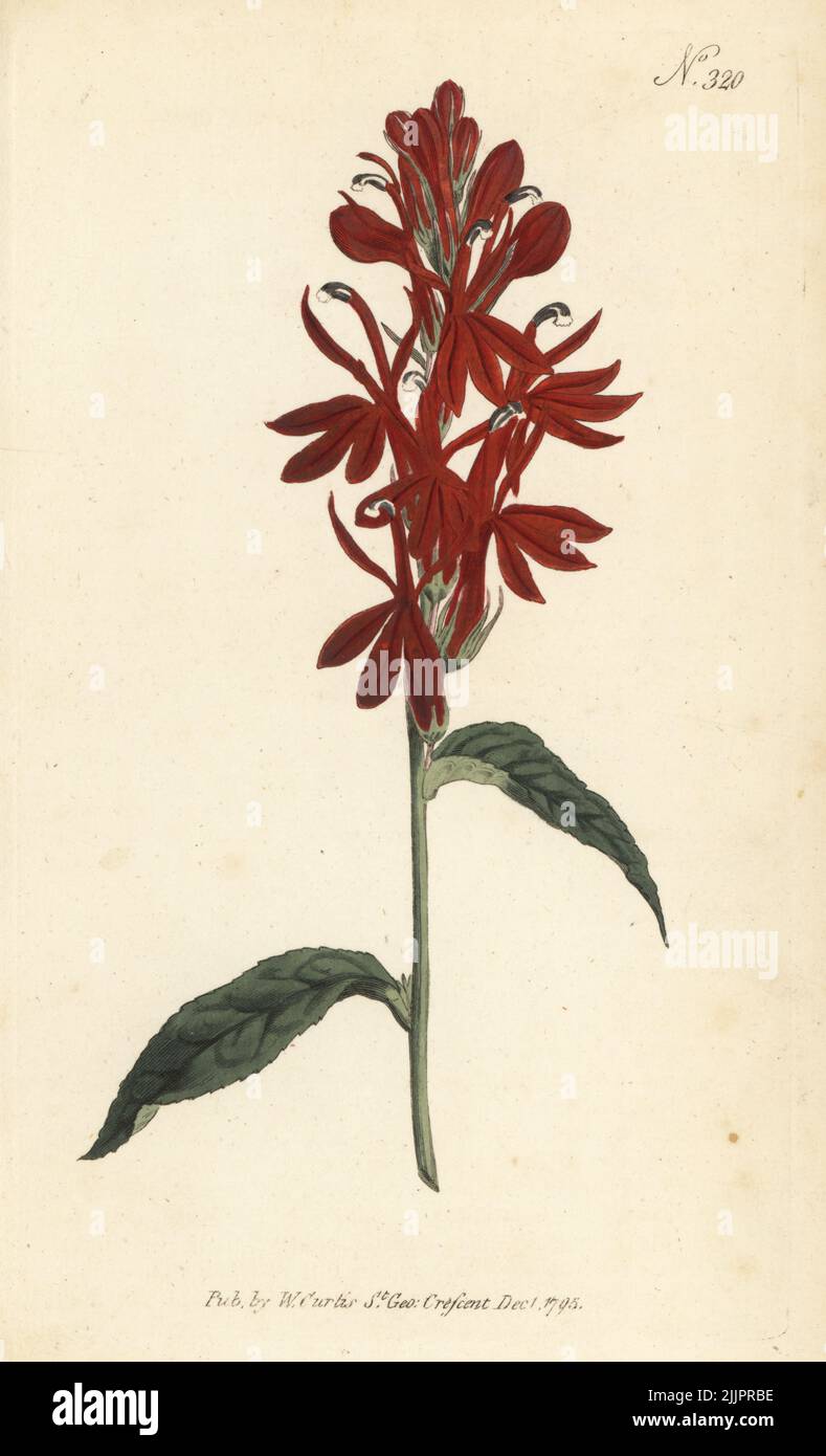 Scarlet lobelia or cardinal's flower, Lobelia cardinalis. Handcoloured copperplate engraving after a botanical illustration  from William Curtis's Botanical Magazine, Stephen Couchman, London, 1795. Stock Photo