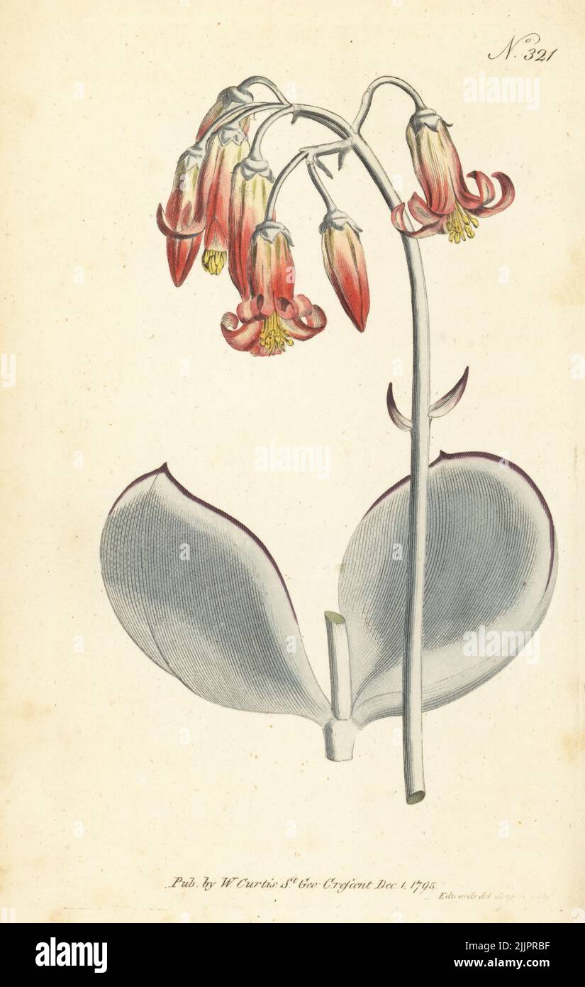 Round-leaved navel-wort or pig's ear, Cotyledon orbiculata. Angola to Cape, South Africa. Handcoloured copperplate engraving by Sansom after a botanical illustration by Sydenham Edwards from William Curtis's Botanical Magazine, Stephen Couchman, London, 1795. Stock Photo