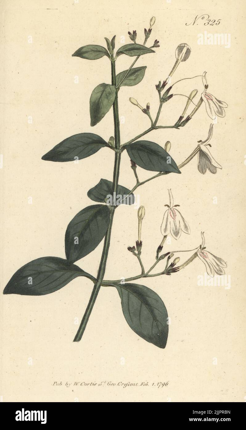 Snake jasmine, Rhinacanthus nasutus. Dichotomous justicia, Justicia nasuta. Introduced by Scottish botanist William Aiton to the Royal Garden at Kew. Handcoloured copperplate engraving after a botanical illustration from William Curtis's Botanical Magazine, Stephen Couchman, London, 1796. Stock Photo