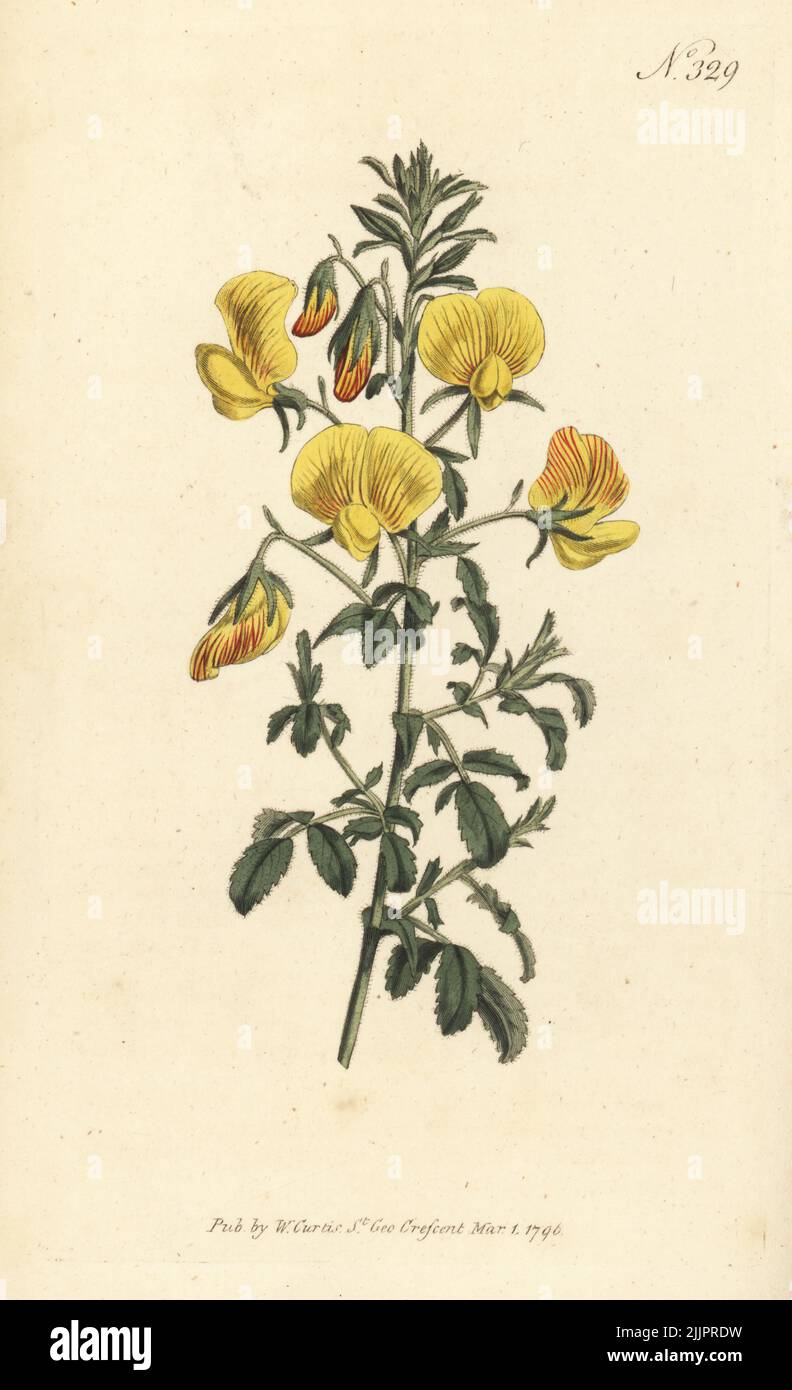 Yellow restharrow, Ononis natrix. Yellow-flowered rest-harrow. Native to Spain and France, cultivated by James Sutherland in 1683. Handcoloured copperplate engraving after a botanical illustration from William Curtis's Botanical Magazine, Stephen Couchman, London, 1796. Stock Photo