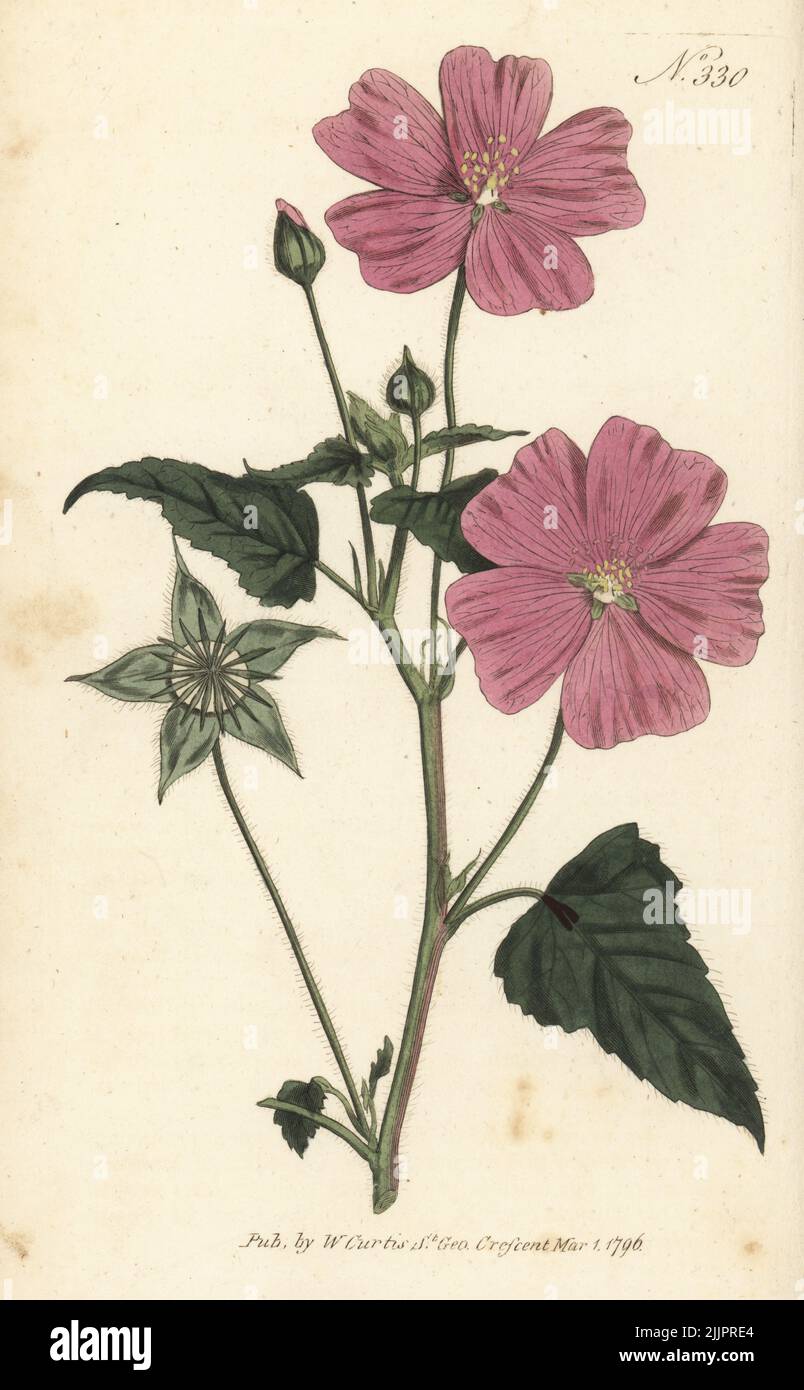 Spurred anoda, crested anoda or violettas, Anoda cristata. Crested sida, Sida cristata. Native to Mexico, introduced by Sherard at Eltham nursery in 1725. Handcoloured copperplate engraving  after a botanical illustration from William Curtis's Botanical Magazine, Stephen Couchman, London, 1796. Stock Photo