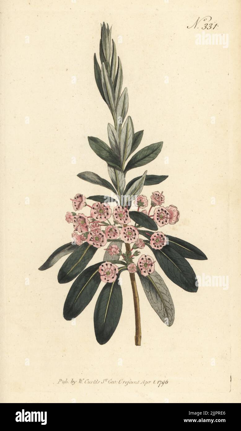 Sheep laurel or narrow-leaved kalmia, Kalmia angustifolia. Native to North America, introduced by Peter Collinson in 1736. Handcoloured copperplate engraving after a botanical illustration from William Curtis's Botanical Magazine, Stephen Couchman, London, 1796. Stock Photo