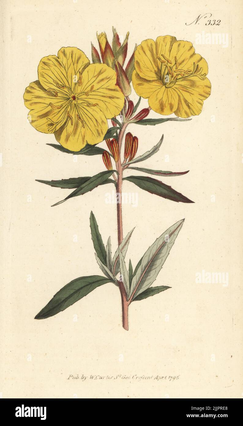 Narrowleaf evening primrose, narrow-leaved sundrops, or shrubby oenothera, Oenothera fruticosa. Native to Virginia, North America. Handcoloured copperplate engraving after a botanical illustration from William Curtis's Botanical Magazine, Stephen Couchman, London, 1796. Stock Photo