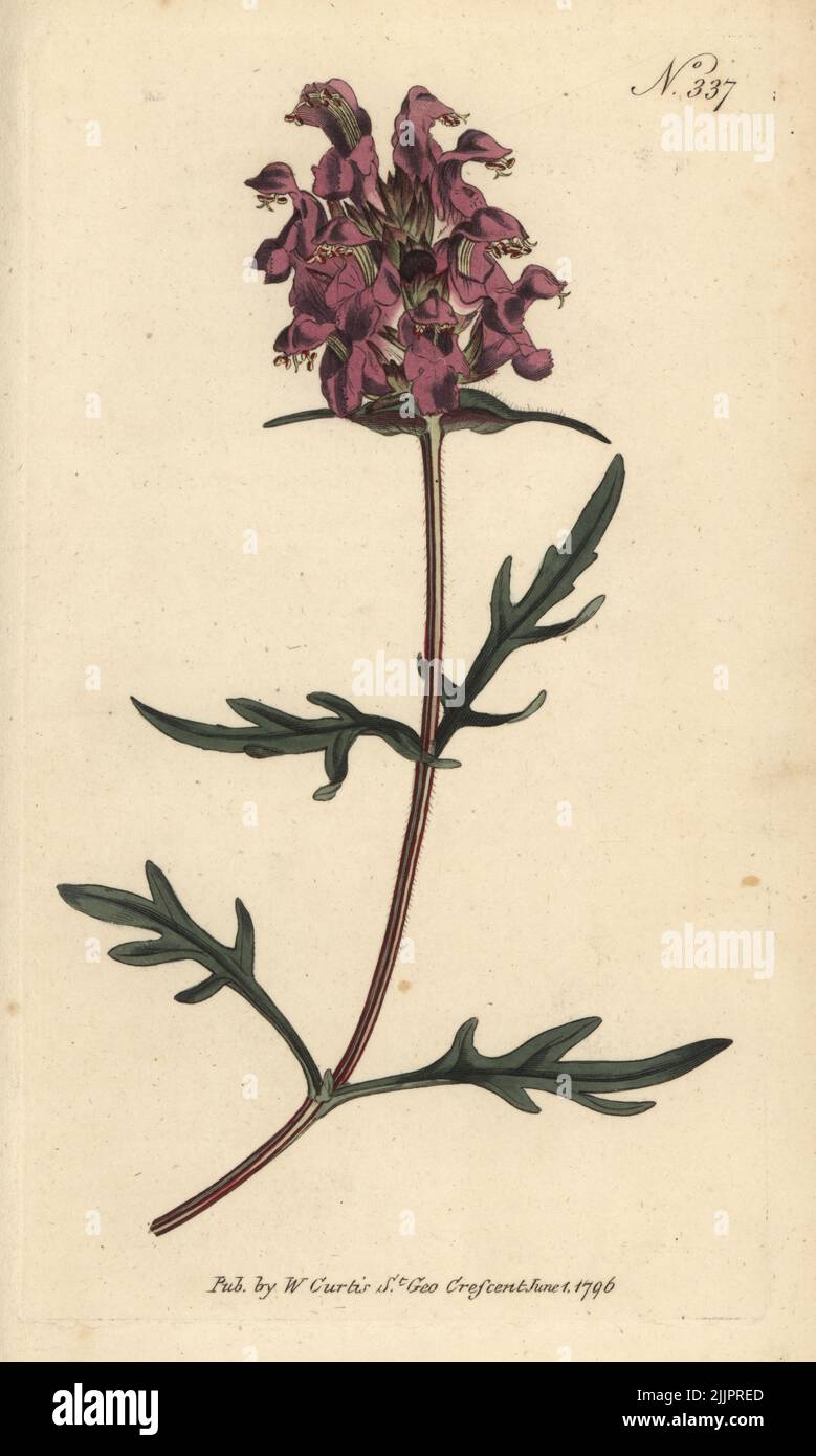 Large-flowered selfheal or great-flowered self-heal, Prunella grandiflora. Native to Europe. Handcoloured copperplate engraving after a botanical illustration from William Curtis's Botanical Magazine, Stephen Couchman, London, 1796. Stock Photo