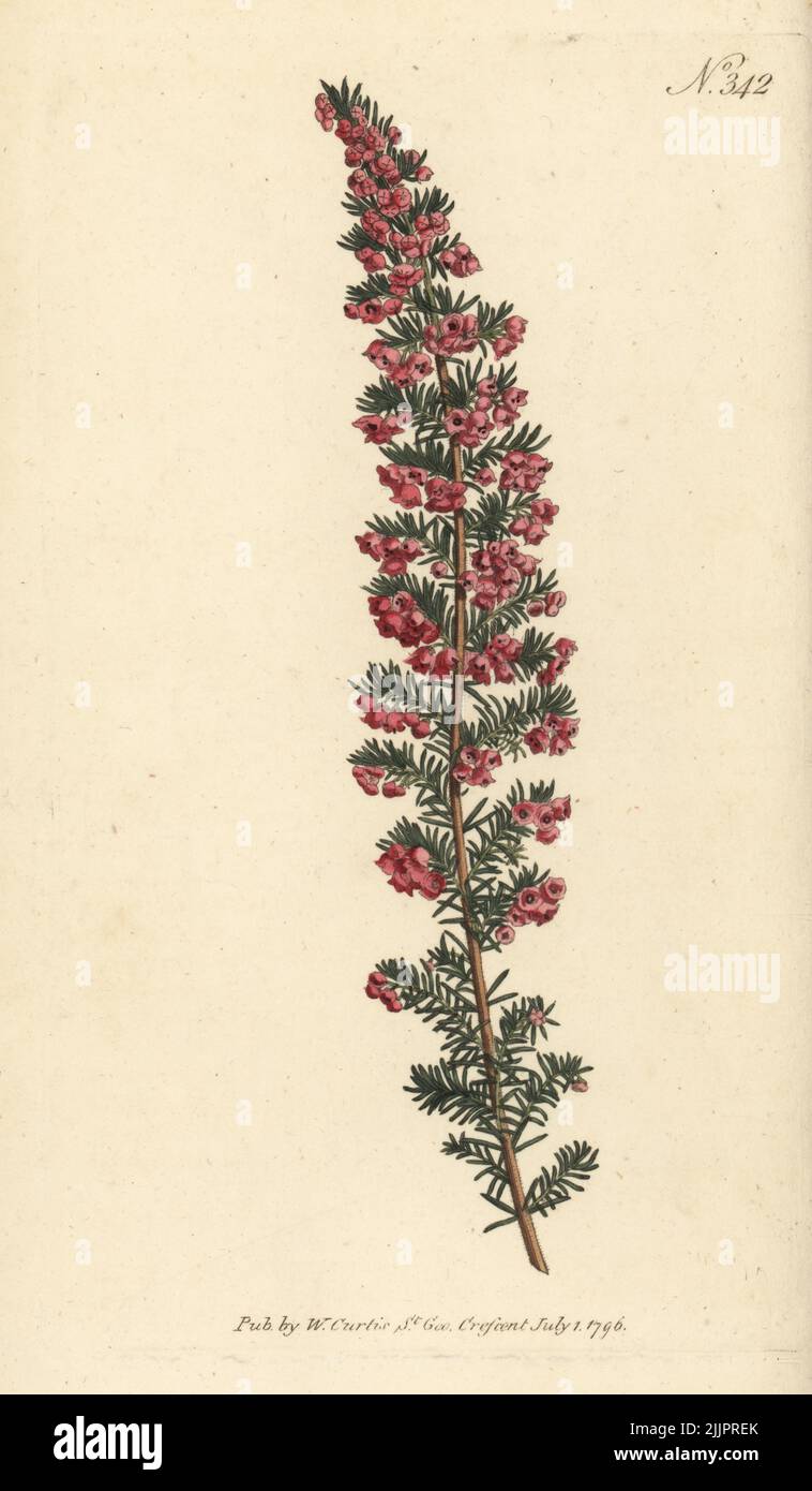 Erica subdivaricata. Blush-flowered heath, Erica persoluta. Native to the Cape, South Africa, introduced by Scottish botanist Francis Masson in 1774. Handcoloured copperplate engraving after a botanical illustration from William Curtis's Botanical Magazine, Stephen Couchman, London, 1796. Stock Photo