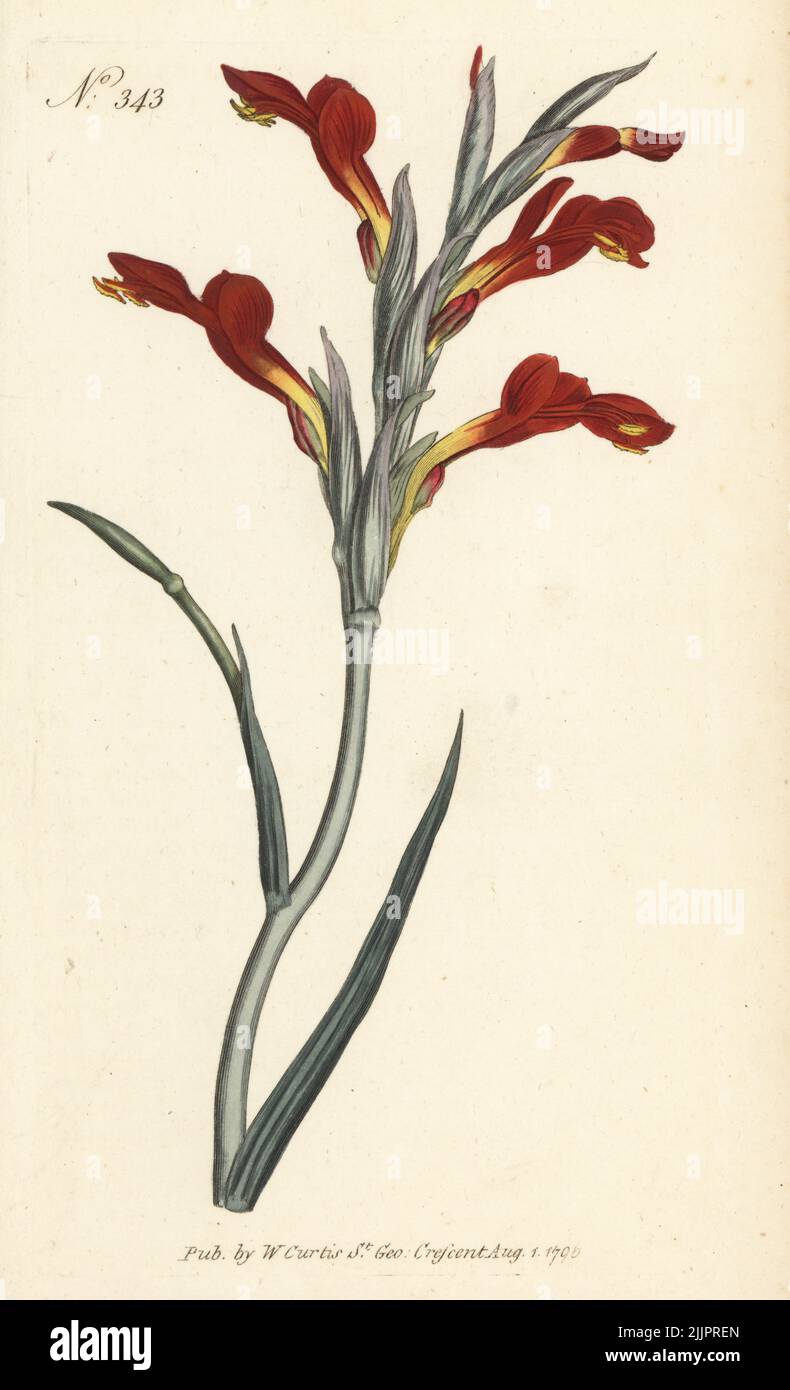 Lepelblom or suikerkannetjie, Gladiolus cunonius. Scarlet-flowered antholyza, Antholyza cunonia. Native to the Cape, South Africa, and Persia. Handcoloured copperplate engraving by Sansom after a botanical illustration by Sydenham Edwards from William Curtis's Botanical Magazine, Stephen Couchman, London, 1796. Stock Photo