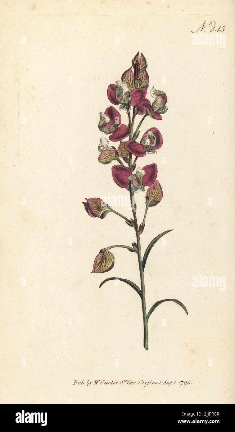 Spear-leaved milkwort, Polygala bracteolata. Native to the Cape, South Africa, introduced by Scottish botanist Francis Masson in 1787. Handcoloured copperplate engraving after a botanical illustration from William Curtis's Botanical Magazine, Stephen Couchman, London, 1796. Stock Photo