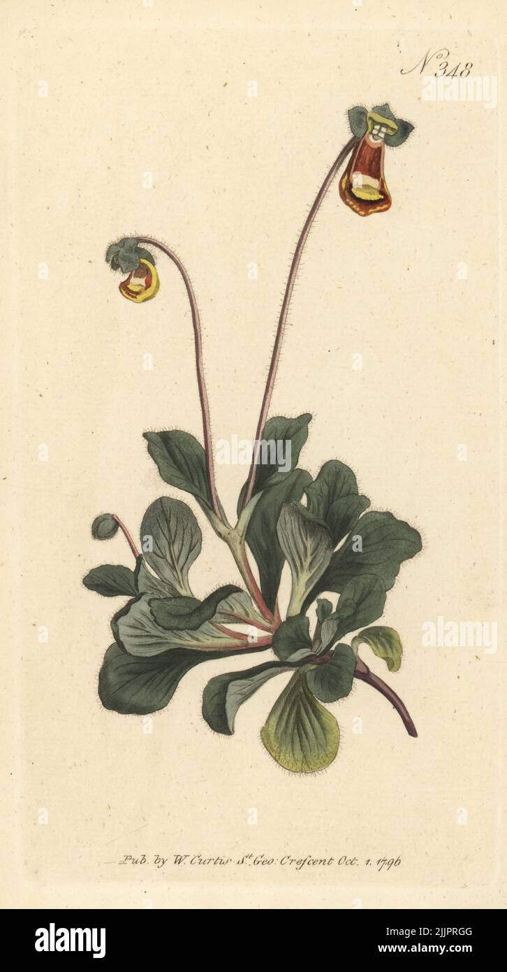 Fothergill's slipper-wort, Calceolaria fothergillii. Aiton. Introduced by Dr John Forthergill. Handcoloured copperplate engraving after a botanical illustration from William Curtis's Botanical Magazine, Stephen Couchman, London, 1796. Stock Photo
