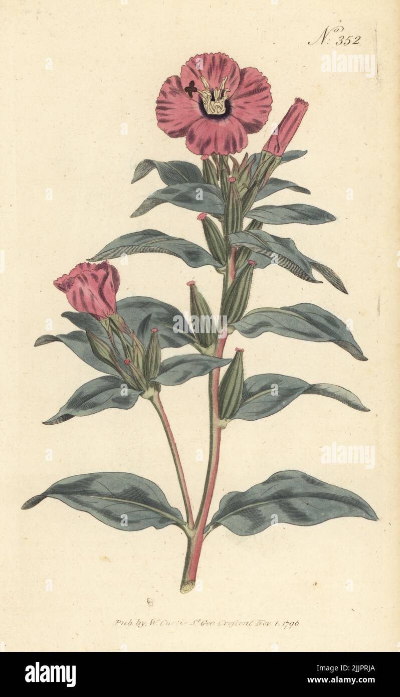 Rose of Mexico, Oenothera rosea. Purple oenothera, Oenothera purpurea. Native to Mexico and Texas, introduced to the Royal Garden at Kew in 1791. Handcoloured copperplate engraving after a botanical illustration from William Curtis's Botanical Magazine, Stephen Couchman, London, 1796. Stock Photo