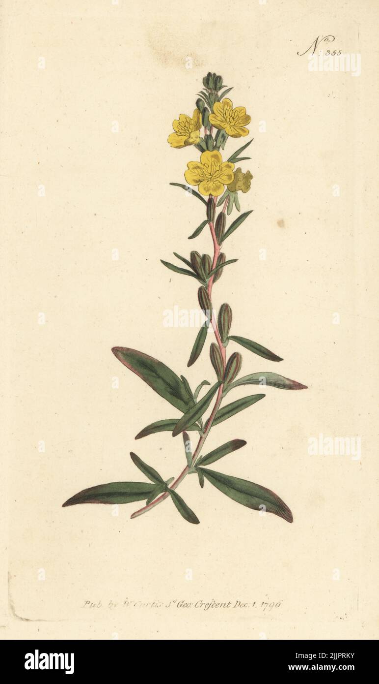 Little evening primrose, small sundrops, or small evening primrose, Oenothera perennis. Dwarf oenothera, Oenothera pumila. Native to North America and Canada, introduced by Philip Miller to Chelsea Physic Garden in 1757. Handcoloured copperplate engraving after a botanical illustration from William Curtis's Botanical Magazine, Stephen Couchman, London, 1796. Stock Photo