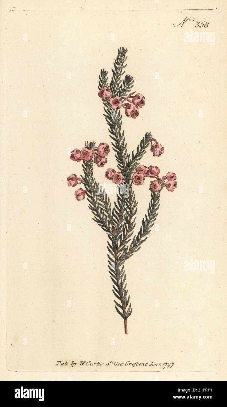 Berry heath or arbutus-flowered heath, Erica baccans. Native to the Cape, South Africa, introduced by Scottish botanist Francis Masson in 1774. Handcoloured copperplate engraving after a botanical illustration from William Curtis's Botanical Magazine, Stephen Couchman, London, 1796. Stock Photo