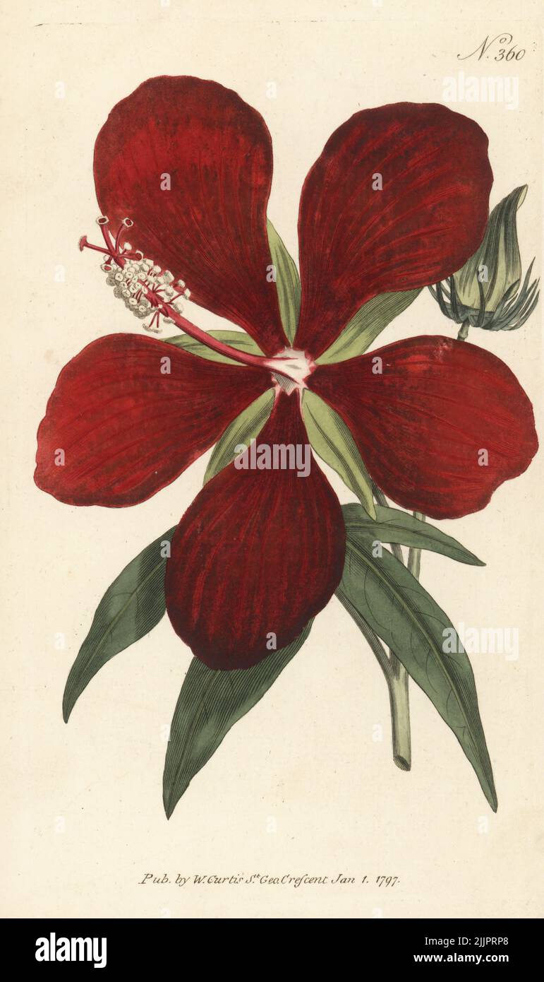 Superb hibiscus, Hibiscus speciosus. Ambiguous. Native of Carolina, cultivated by Dr John Fothergill in 1778. Handcoloured copperplate engraving after a botanical illustration from William Curtis's Botanical Magazine, Stephen Couchman, London, 1796. Stock Photo