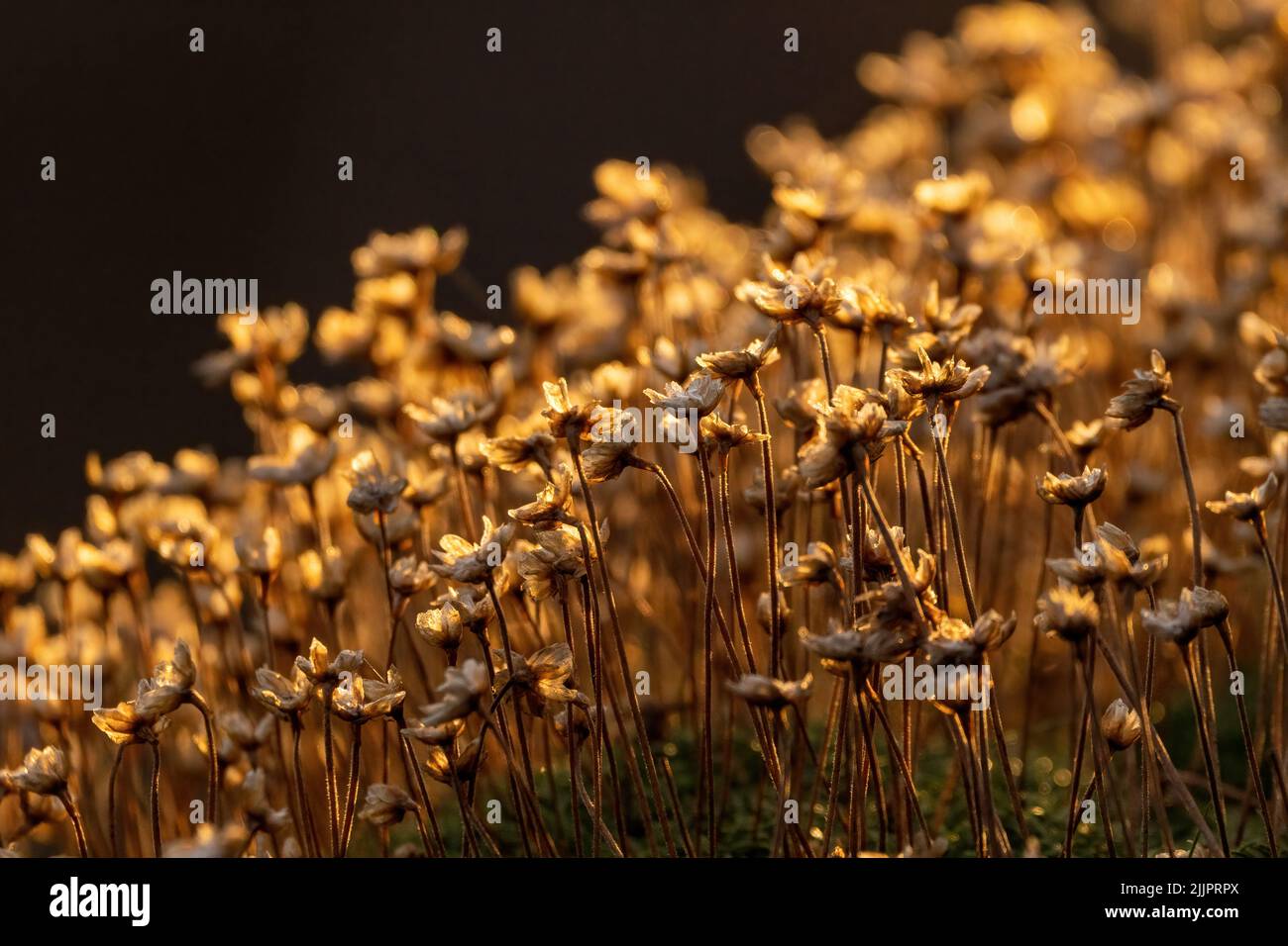 A closeup shot of drying yellow flowers on a field at sunset Stock Photo
