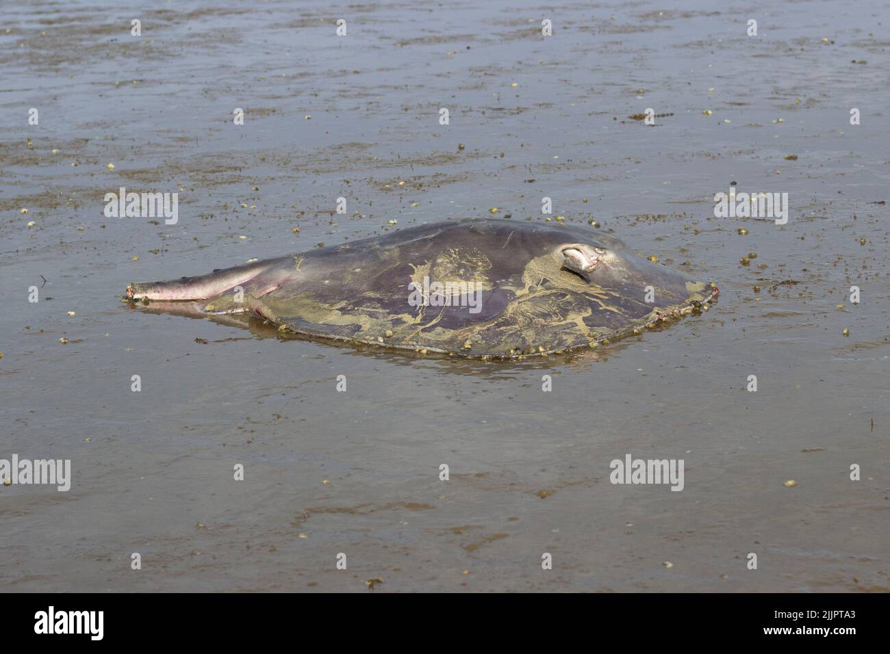 A closeup shot of a dead stingray with its tail cat off at Matakatia beach Stock Photo