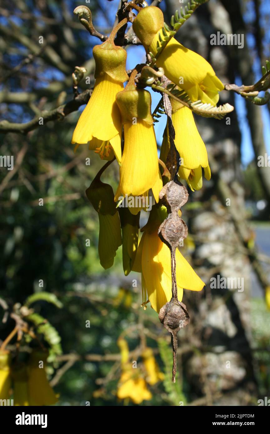 A bunch of yellow Kowhai flowers bloom on tree branches on a sunny day Stock Photo