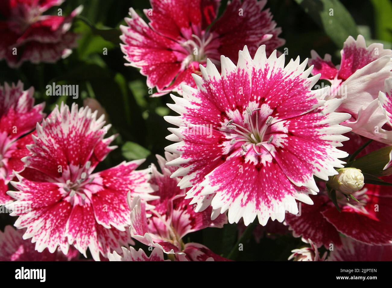 A vibrant sweet william flowers blooming in the garden during a sunny day Stock Photo