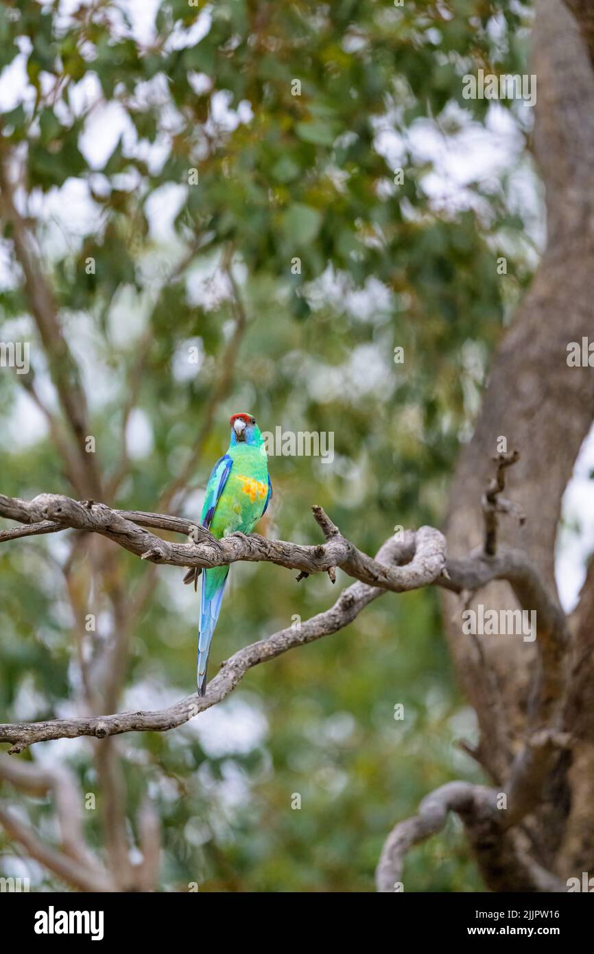 An Australian Ringneck or Mallee Ringneck is perched in search of a suitable nesting hollow near Charleville in Western Queensland, Australia. Stock Photo