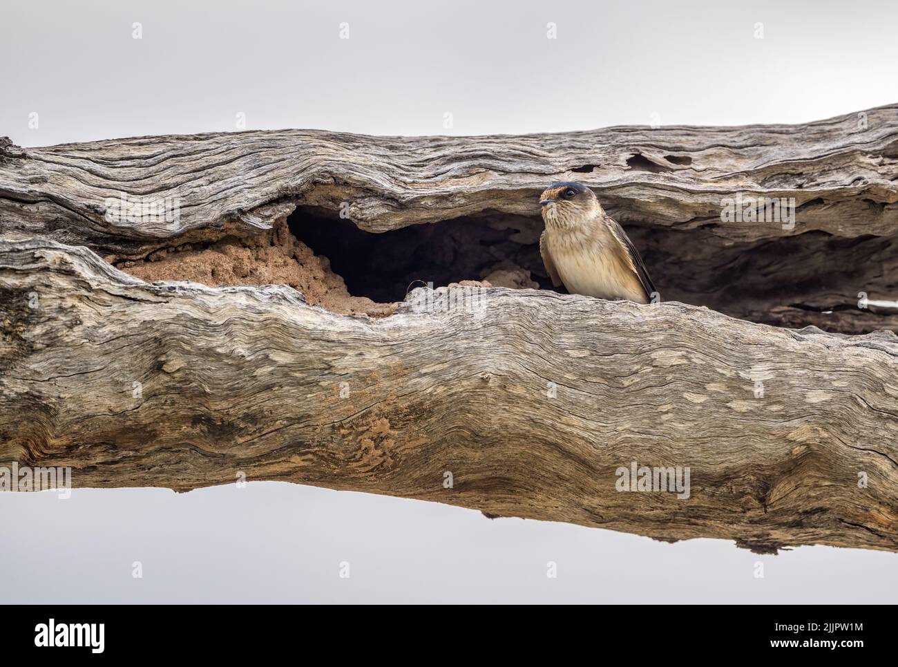 A Tree Martin perched on the entrance of its dead tree nesting hollow on an outback wetland waterhole in Western Queensland in Australia. Stock Photo
