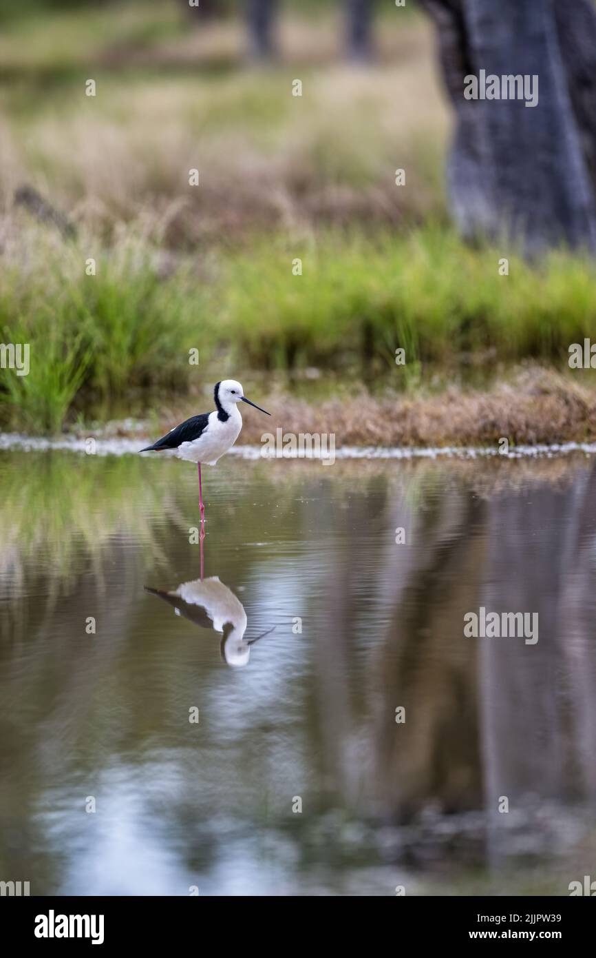 Single Black-winged stilt stands resting on one leg in an outback marshland at Lara Wetlands in western Queensland, Australia. Stock Photo