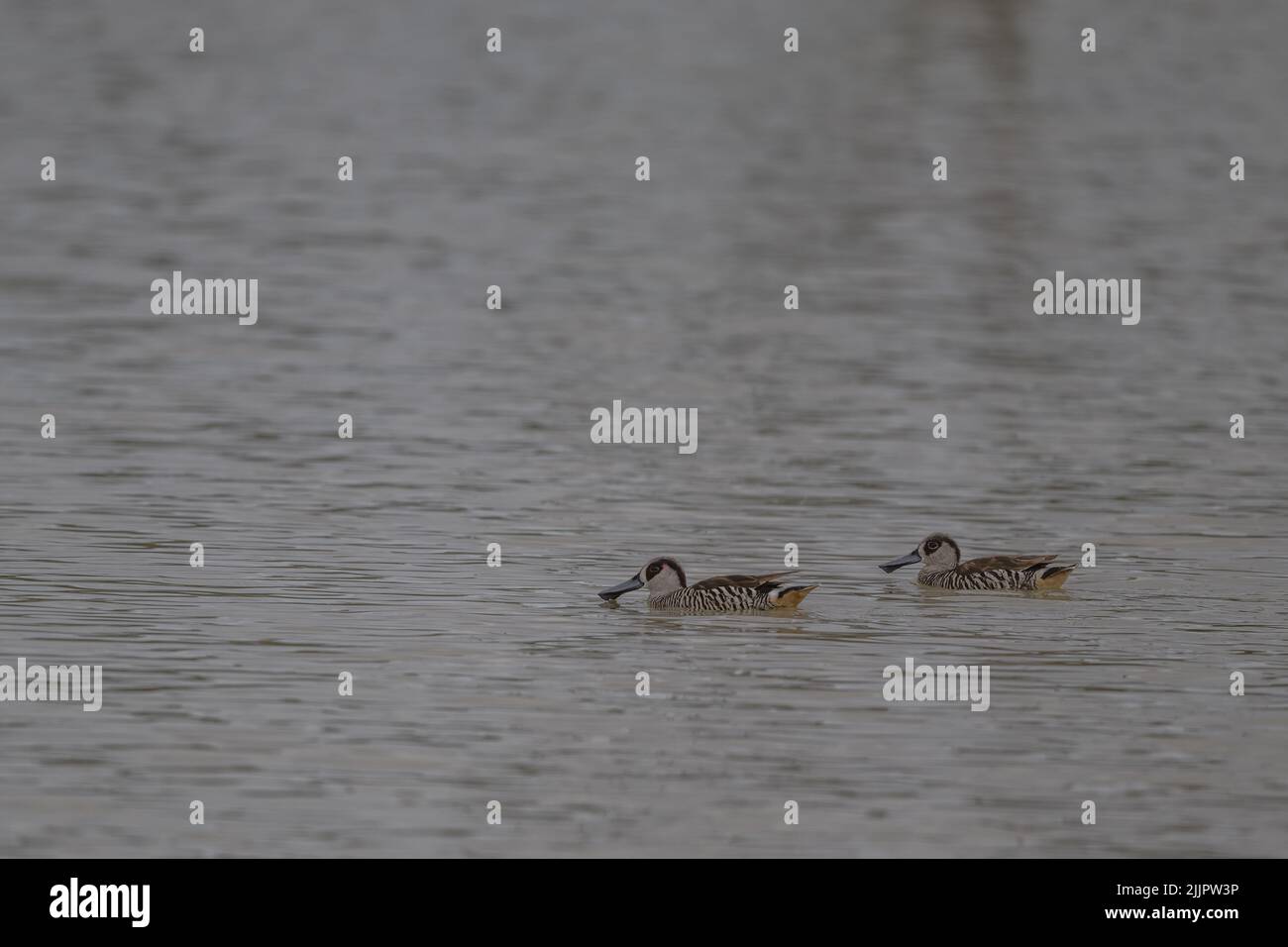A mated pair of stunning Pink-eared ducks swimming across a wetland waterhole foraging for food at Lara Wetlands in outback Queensland, Australia. Stock Photo
