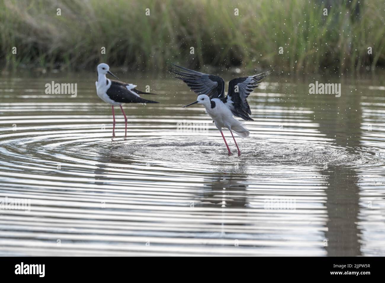 Two Black-winged stilts one with wings outstretched stand in an outback marshland at Lara Wetlands in western Queensland, Australia. Stock Photo