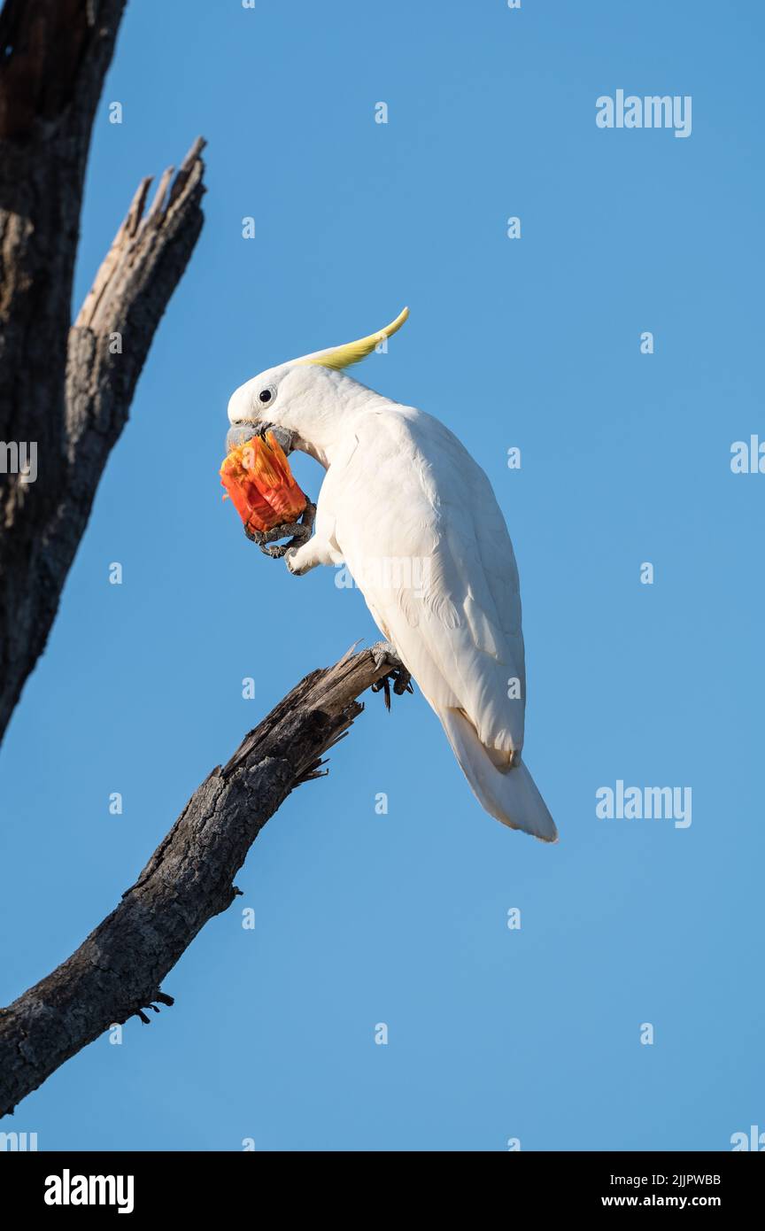 A Sulphur-crested cockatoo perched on a dead tree feeding on a pandanus nut in Nhulynbuy on the Gove Peninsula in the northern Territory in Australia. Stock Photo