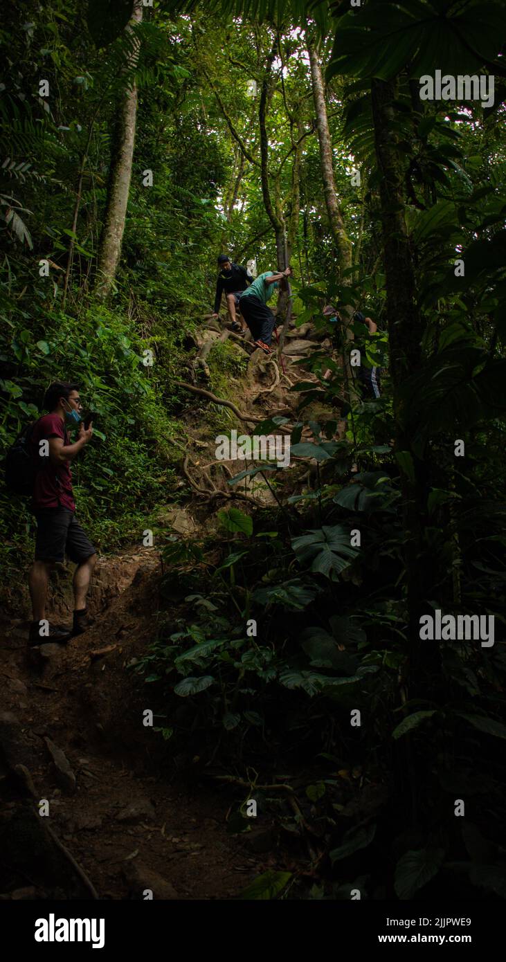 A vertical shot of people walking in the forest in Colombia Stock Photo