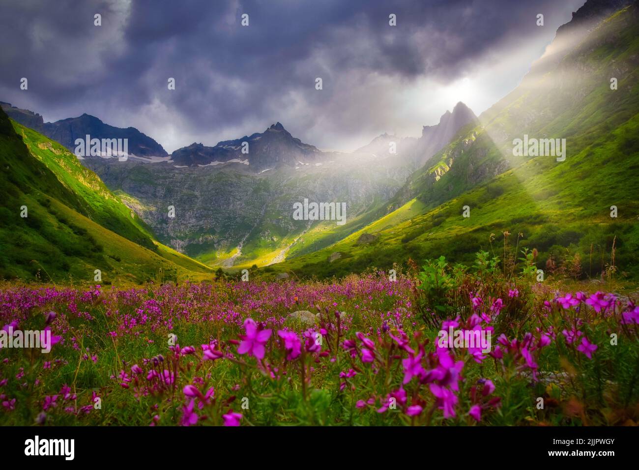 Wildflowers growing in an alpine meadow in summer, Meiental, Uri, Switzerland Stock Photo