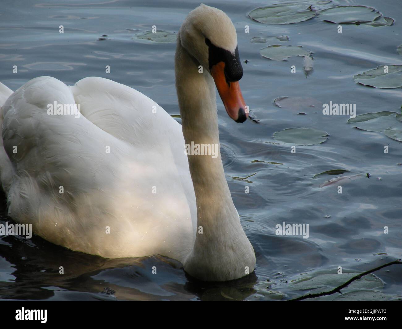 A graceful white swan floating in the lake Stock Photo - Alamy