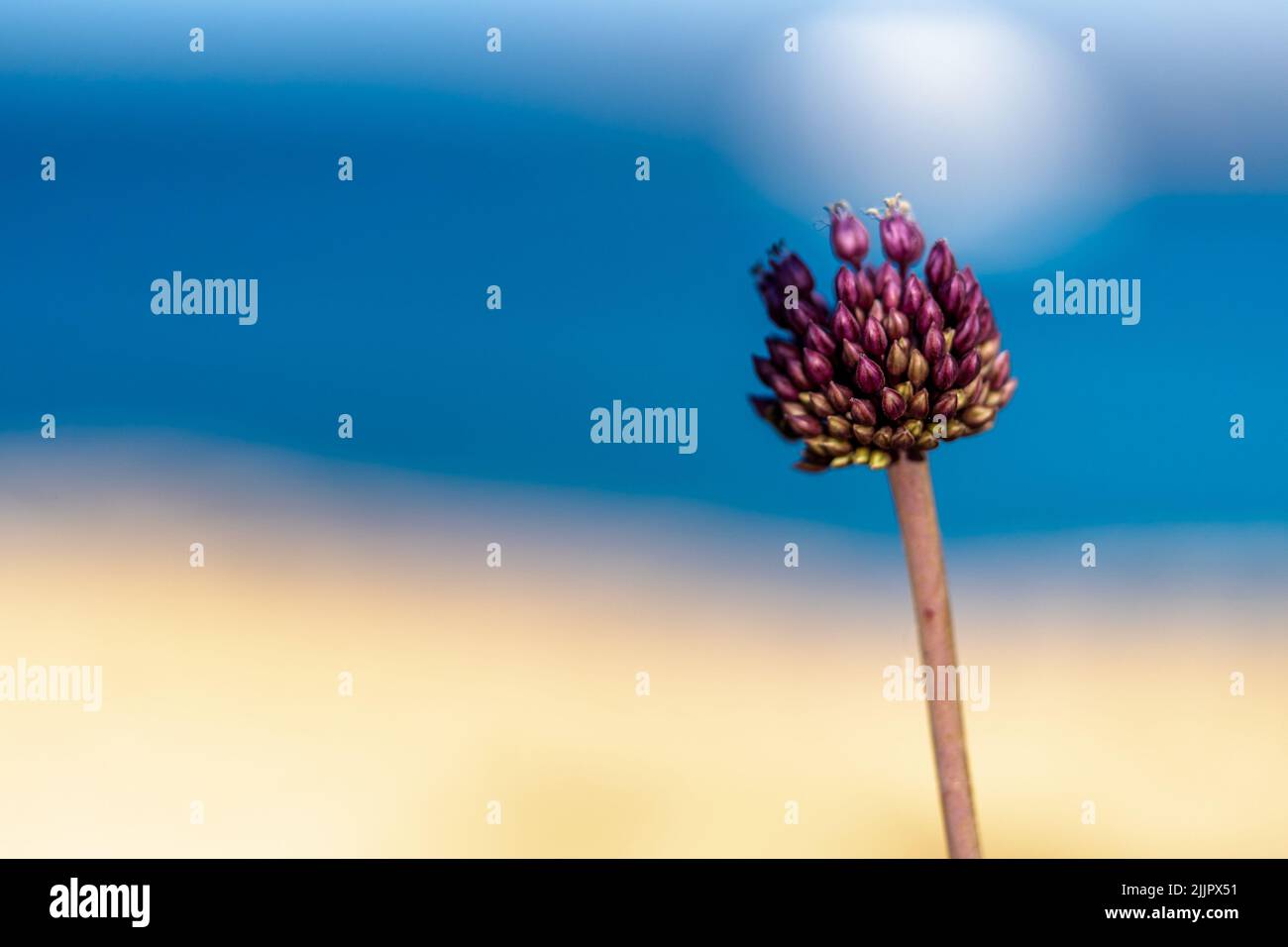 A closeup of an Allium rotundum plant on a blurred background Stock Photo