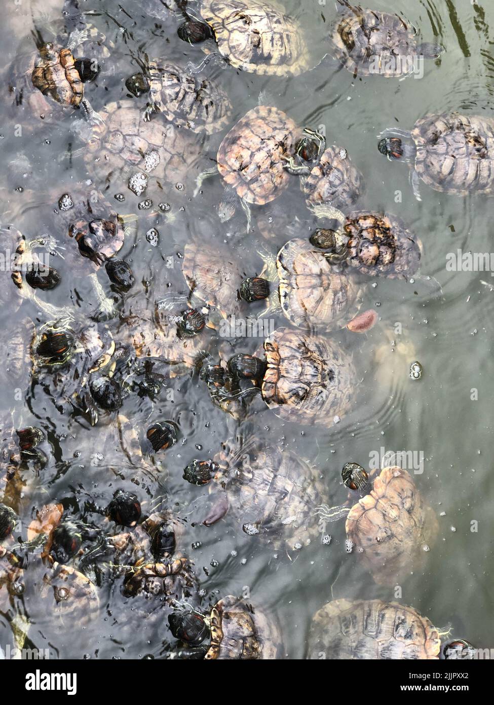 A vertical shot of Red-eared slider turtles in water Stock Photo