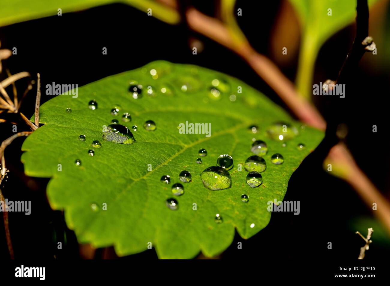 A closeup shot of water droplets on a green leaf Stock Photo