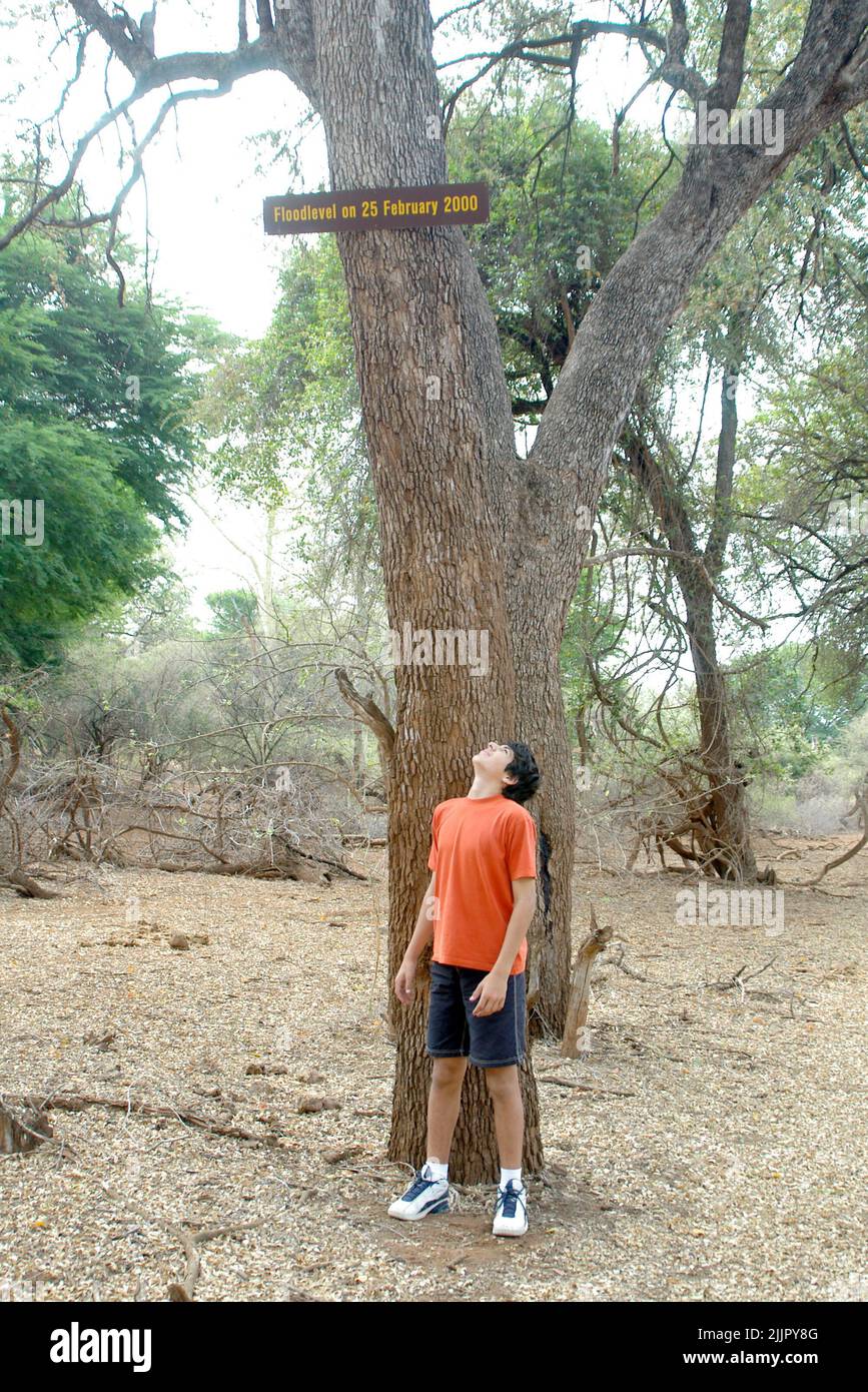 Teenage boy standing under a tree looking up at a flood level sign  from 25th February 2000, Kruger National Park, South Africa Stock Photo
