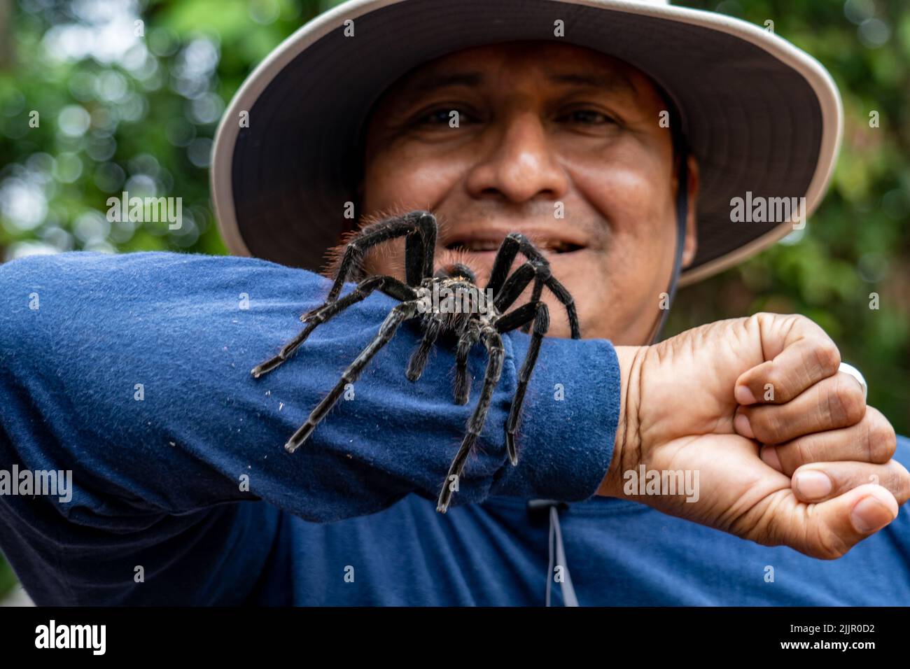 The Goliath birdeater tarantula (Theraphosa blondi) in the Peruvian Amazon is the world's largest spider Stock Photo