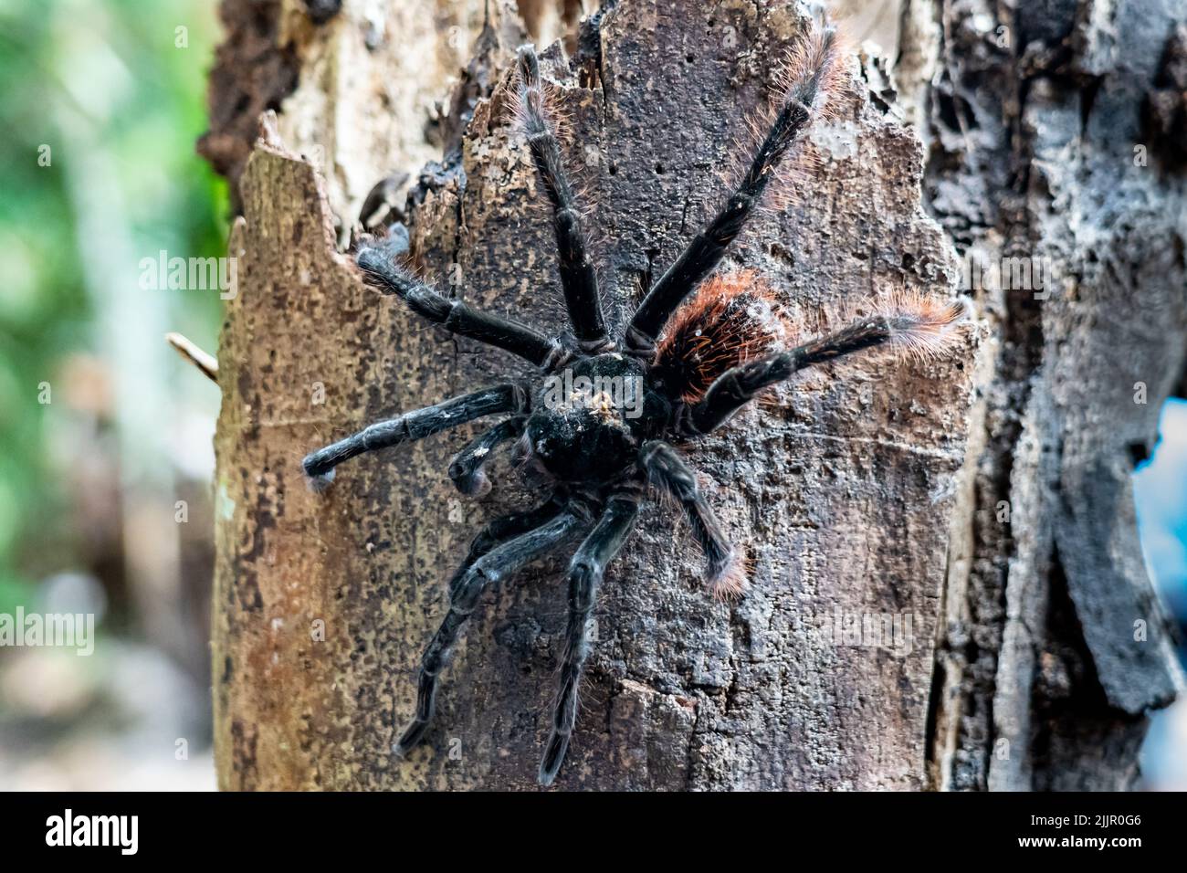 The Goliath birdeater tarantula (Theraphosa blondi) in the Peruvian Amazon is the world's largest spider Stock Photo