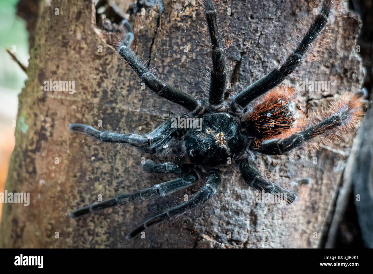 The Goliath birdeater tarantula (Theraphosa blondi) in the Peruvian Amazon is the world's largest spider Stock Photo
