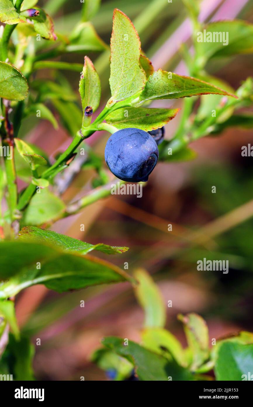A closeup of a blueberry bush with one single blueberry hanging down on the background of green leaves Stock Photo