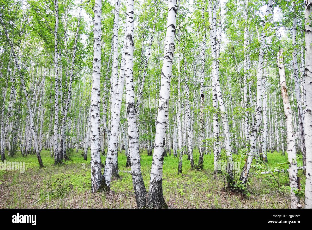 Birch forest in a summer Stock Photo - Alamy