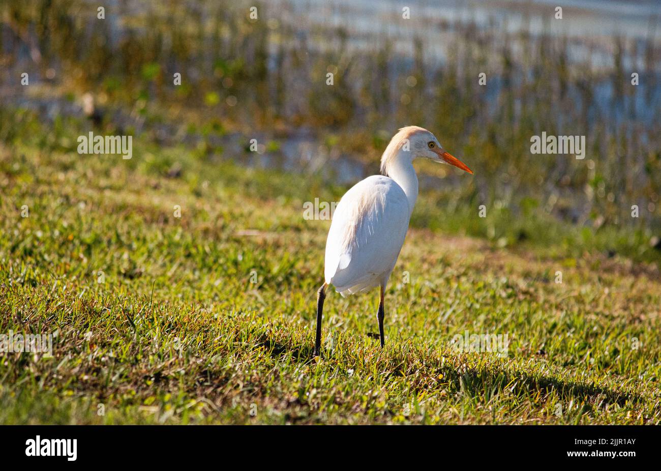 An Egret walking on a wet green lawn Stock Photo