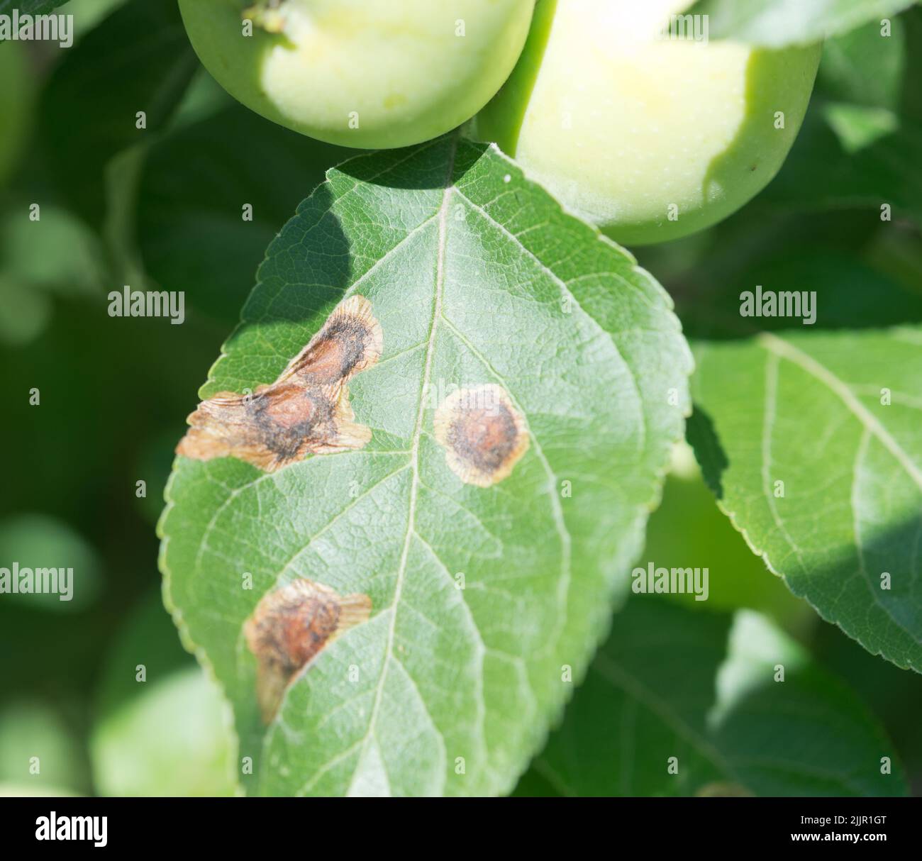 Close up shot of scab on apple leaf Stock Photo