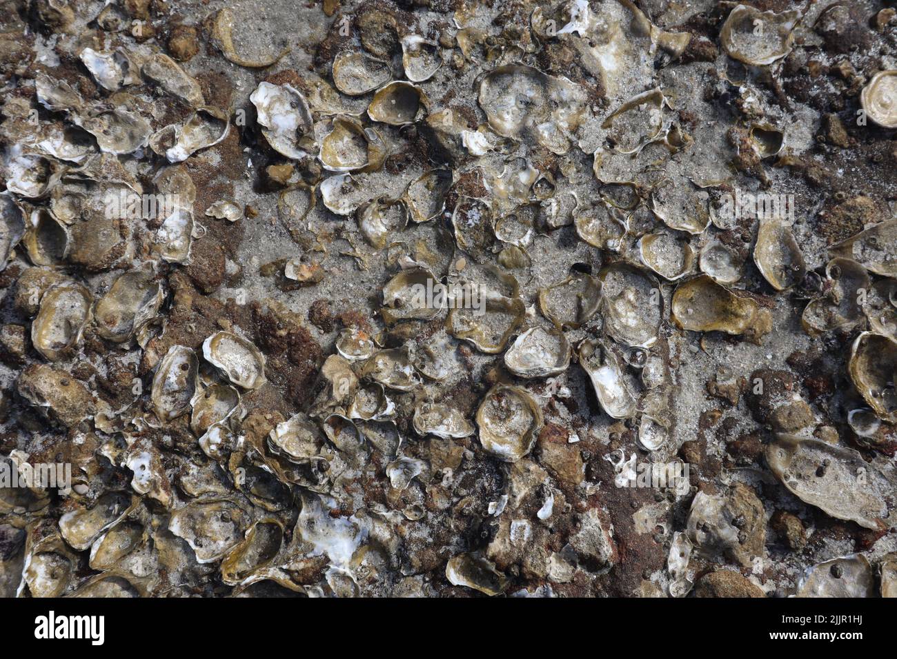 https://c8.alamy.com/comp/2JJR1HJ/a-closeup-shot-of-sharp-barnacles-on-a-rock-2JJR1HJ.jpg
