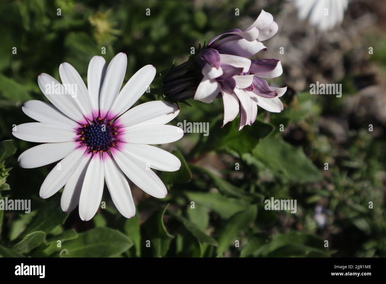 The Dimorphotheca flowers on a sunny day Stock Photo