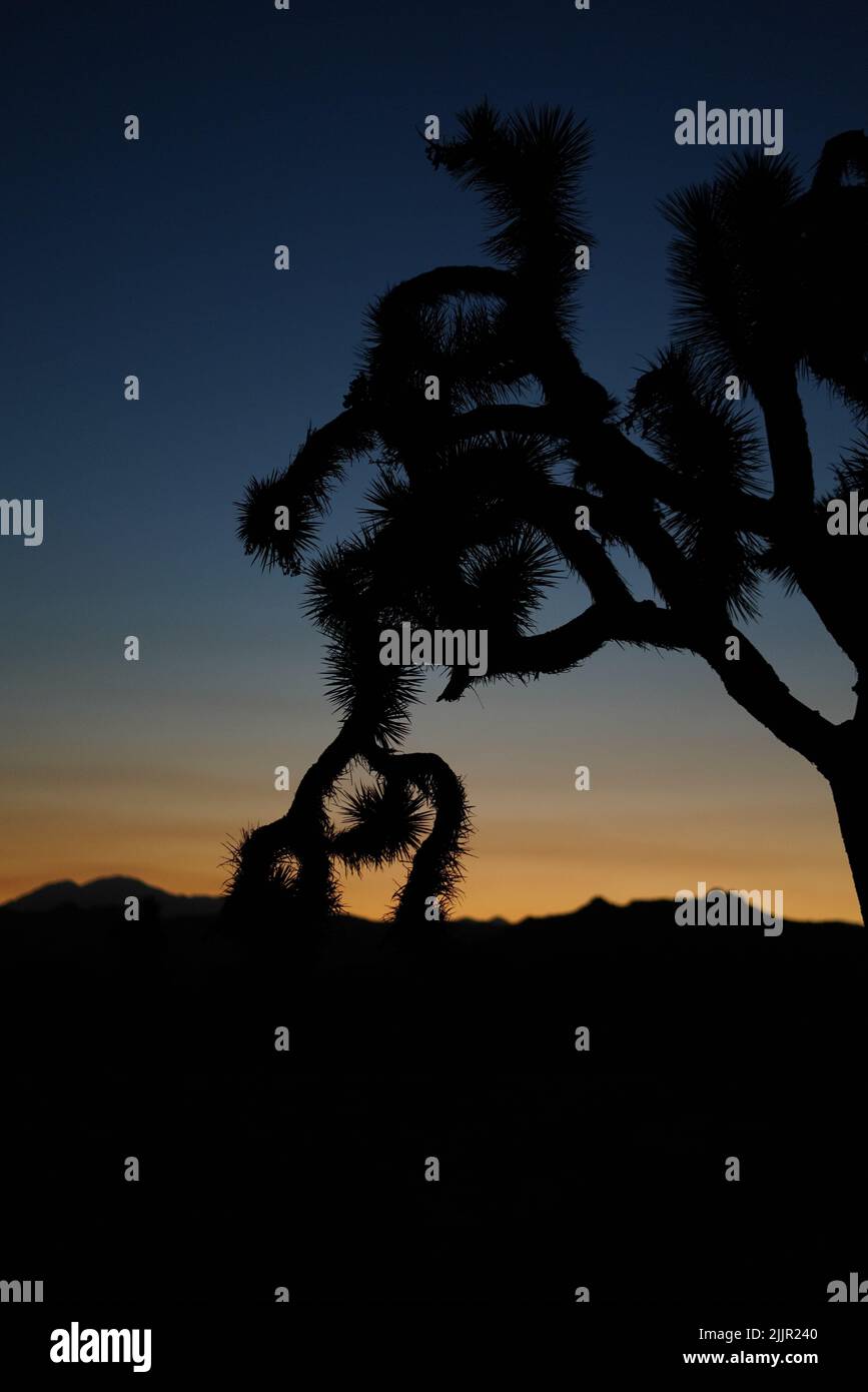 A vertical shot of the Joshua Tree park at night Stock Photo - Alamy