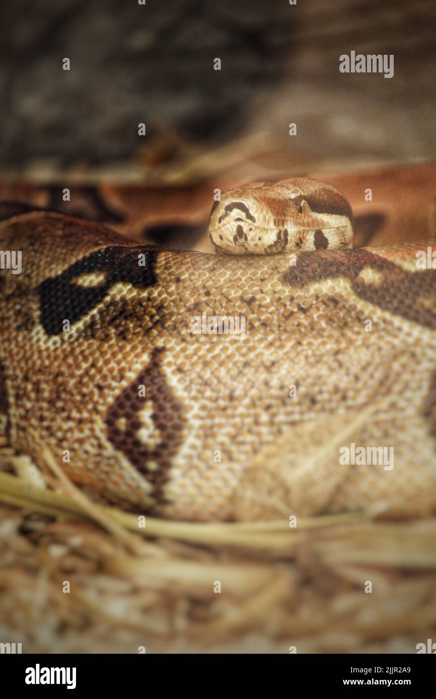 A closeup of a patterned python in the zoo of Dream Village in Morocco Stock Photo