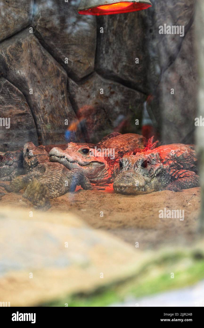 The crocodiles in the zoo of Dream Village in Morocco Stock Photo