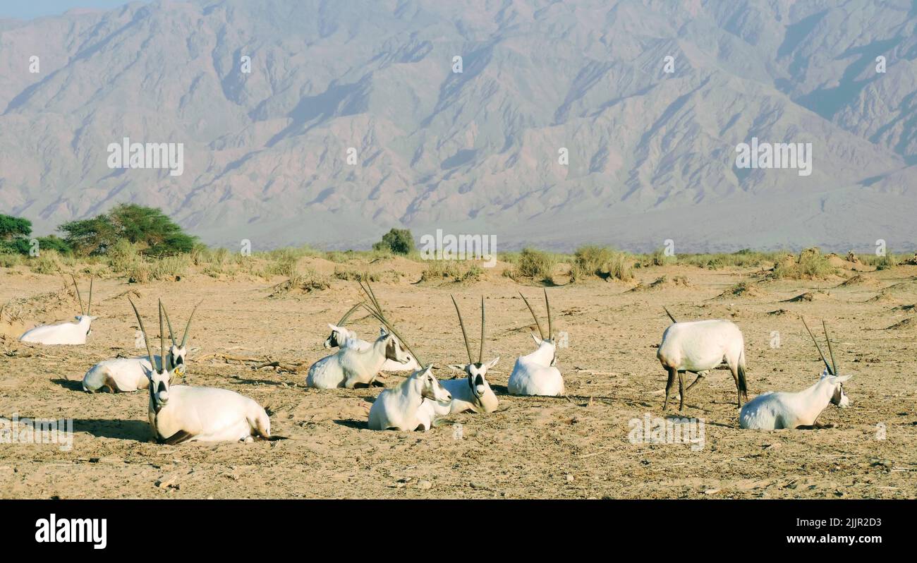 A view of a oryxes in a field with mountains in a background Stock Photo