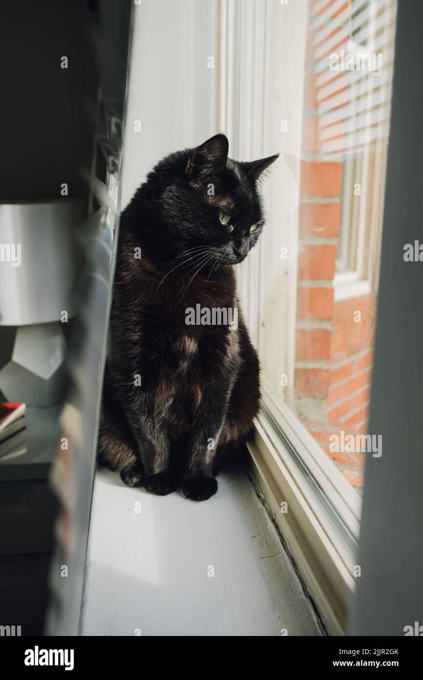 black cat behind blinds on window sill. neighborhood watch Stock Photo