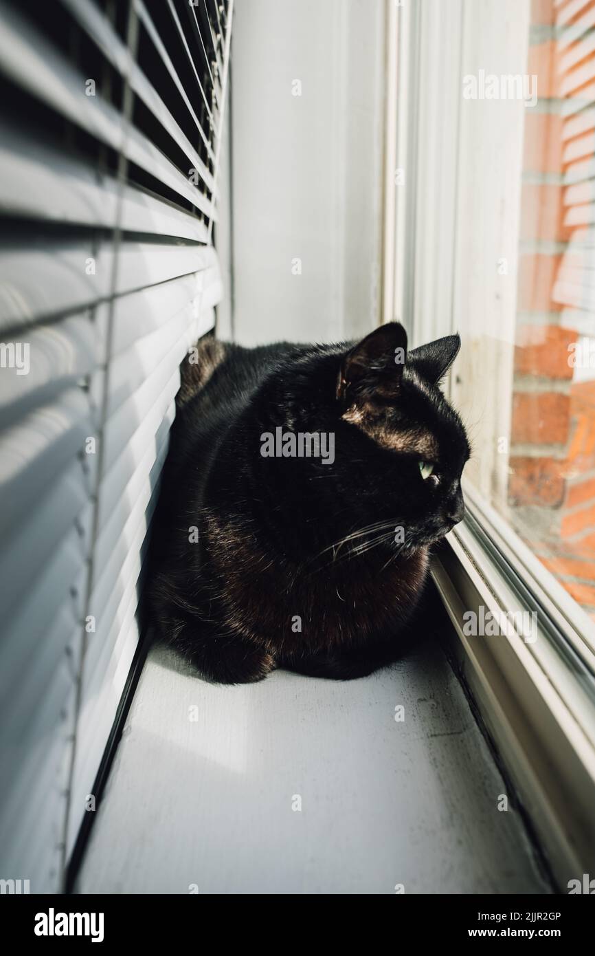 black cat behind blinds on window sill. neighborhood watch Stock Photo