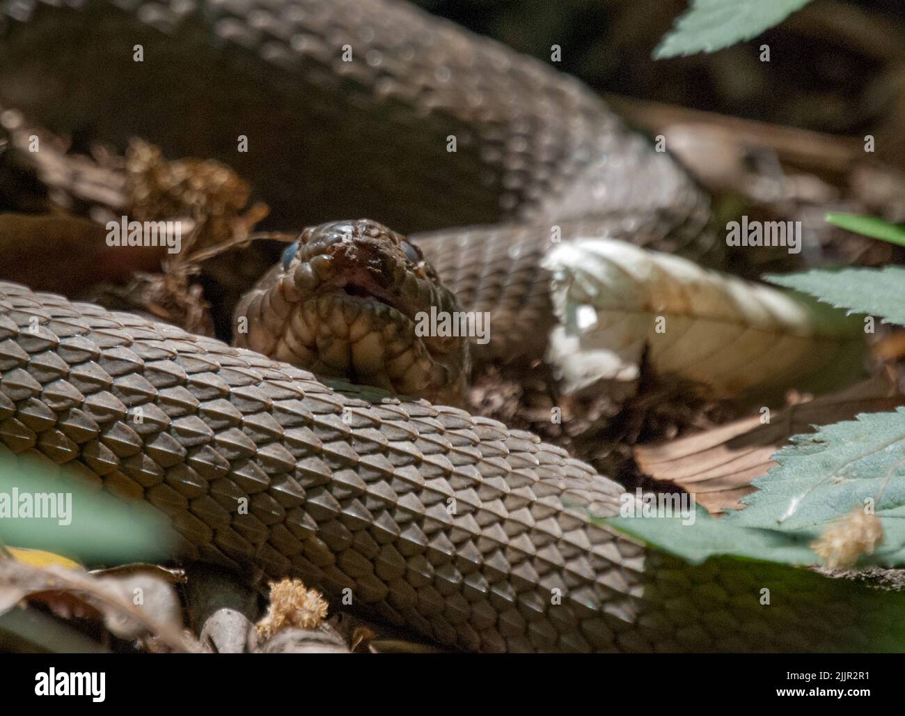 A closeup shot of a big brown Caspian whipsnake on a the ground with leaves Stock Photo